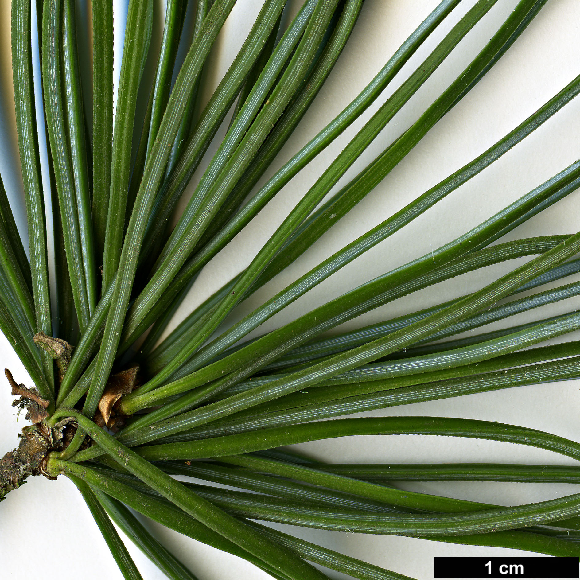 High resolution image: Family: Pinaceae - Genus: Pinus - Taxon: wangii - SpeciesSub: subsp. kwangtungensis